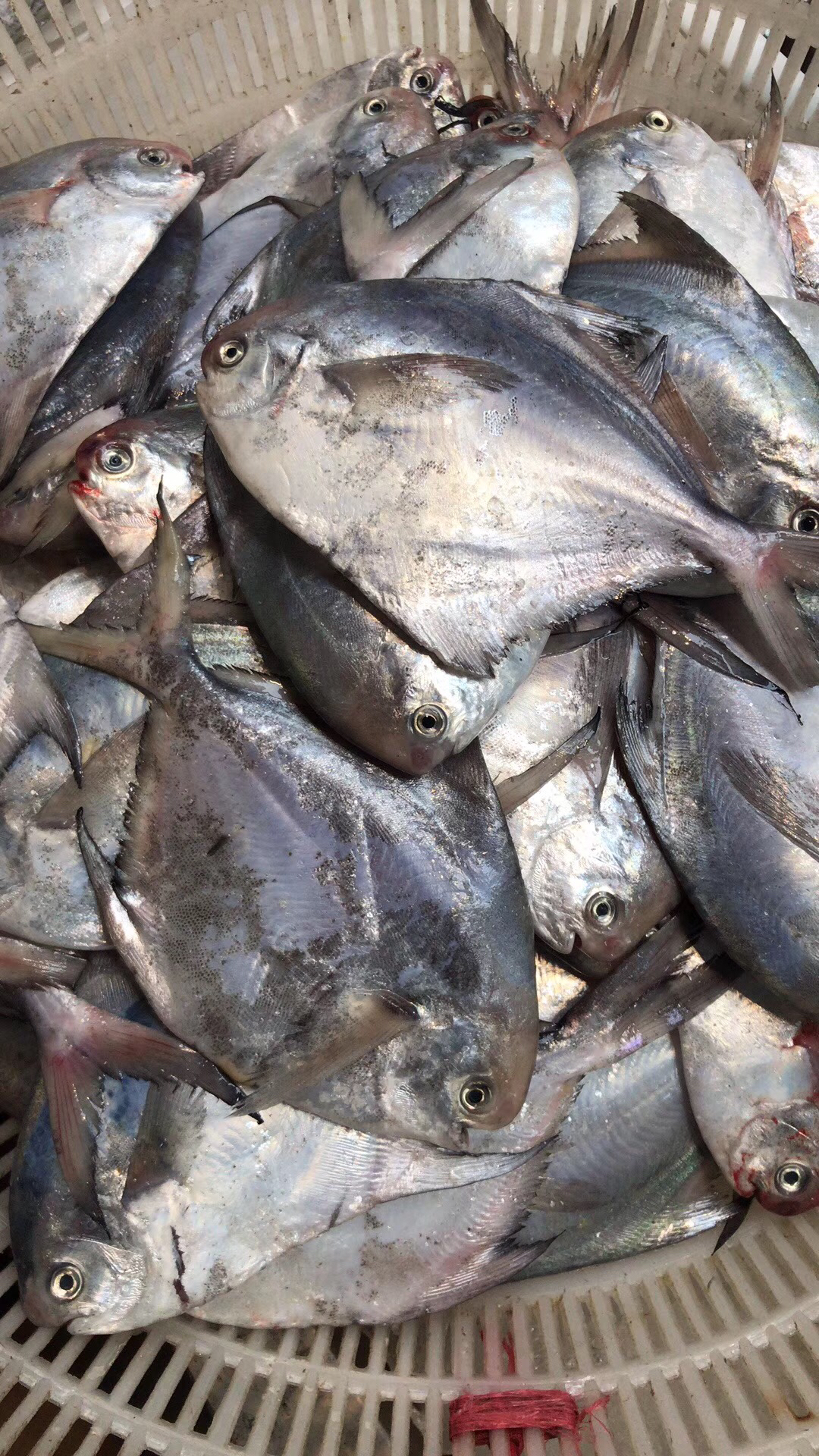 【诸暨慧购,舟山鲳鱼】500克一份,每份4-5条,野生新鲜,口感鲜嫩,非常