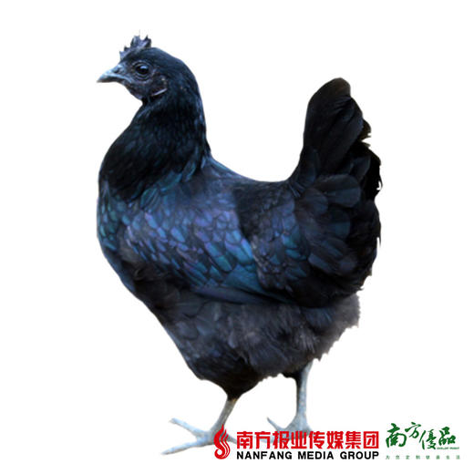 【送天地壹号1瓶】壹号乌鸡  1.8斤-2斤左右  1只 商品图2