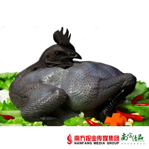 【送天地壹号1瓶】壹号乌鸡  1.8斤-2斤左右  1只 商品图1