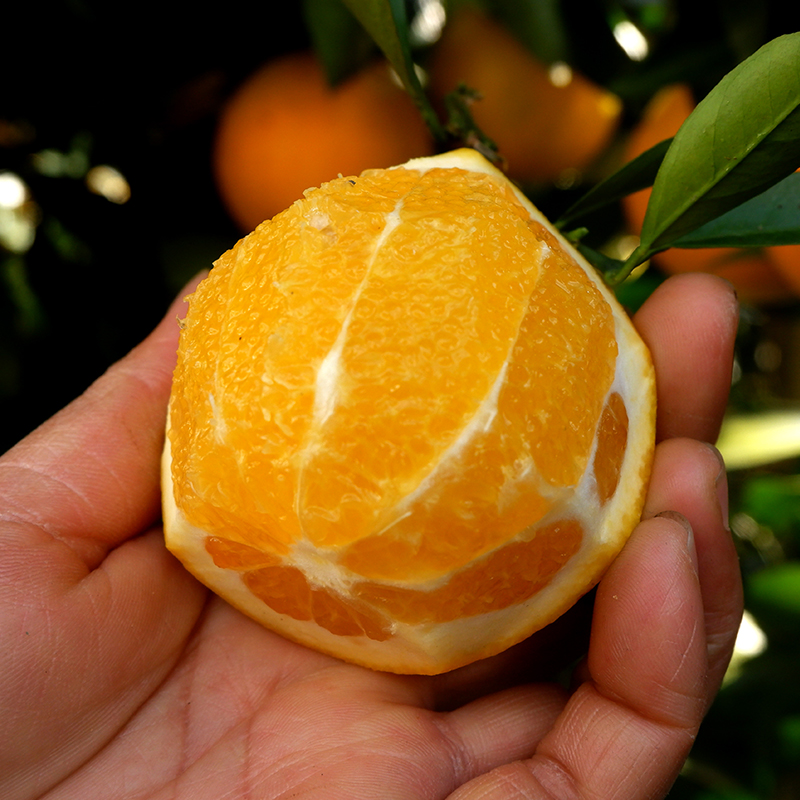 湘西冰糖橙 · 超甜 不打蜡不催熟 越小越好吃 带箱约10斤