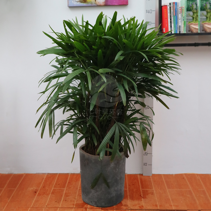 竹招财树棕竹盆栽室内绿植耐旱耐寒植物室外盆