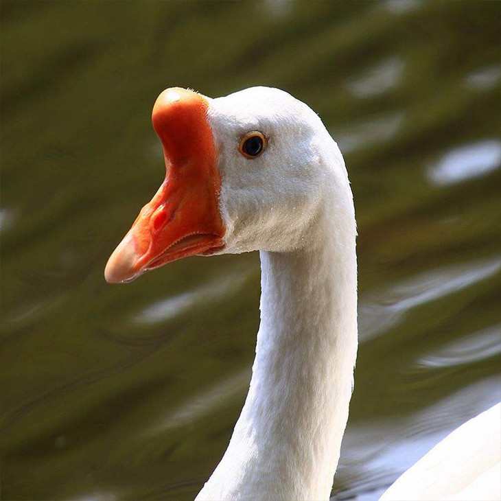 「陵水」农家散养百莲鹅-椰林镇贫困户欧维忠的农家散养百莲鹅-不支持