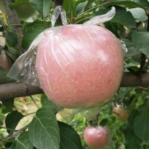 陕西本土红富士大苹果 原土地直采 一箱10斤 商品图1