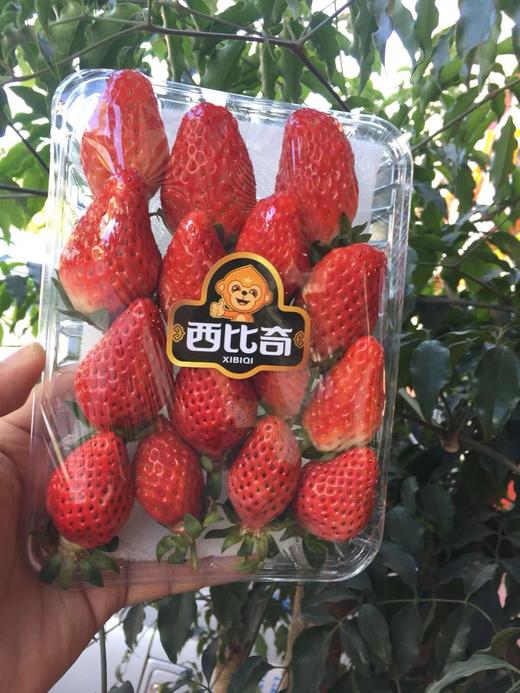 玉溪四季草莓(约300g/份) 当日采摘  有机草莓  口感酸甜  个头大 商品图1
