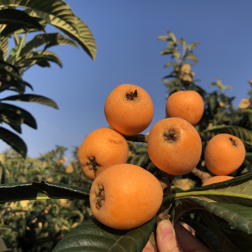 【双12福利秒杀】土哆哆石林新鲜枇杷3斤 果子标准【单果26~35克】