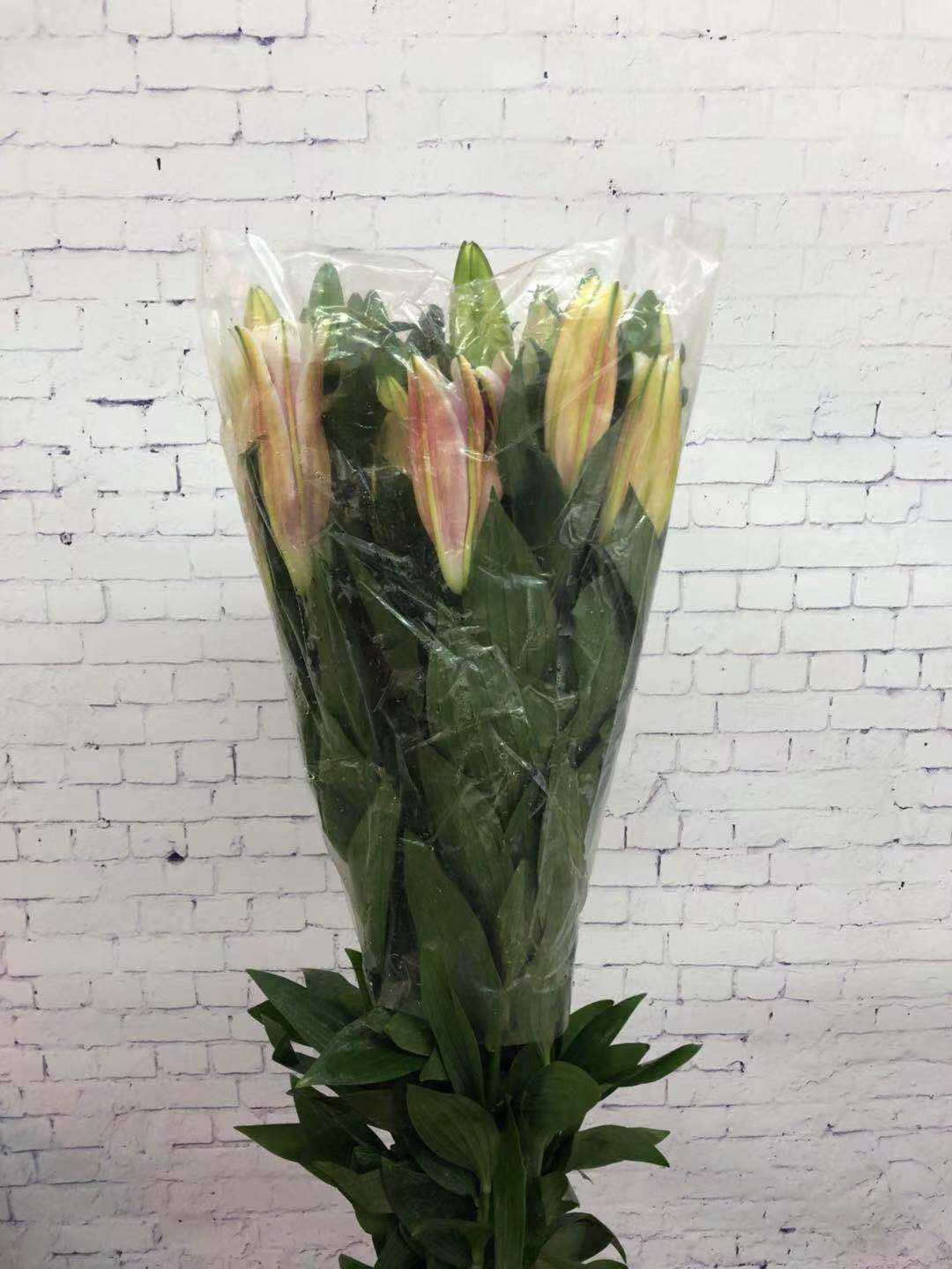 昆明粉百合索邦三头