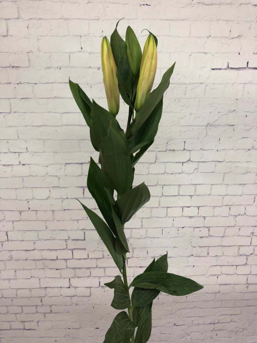 昆明粉百合索邦三头