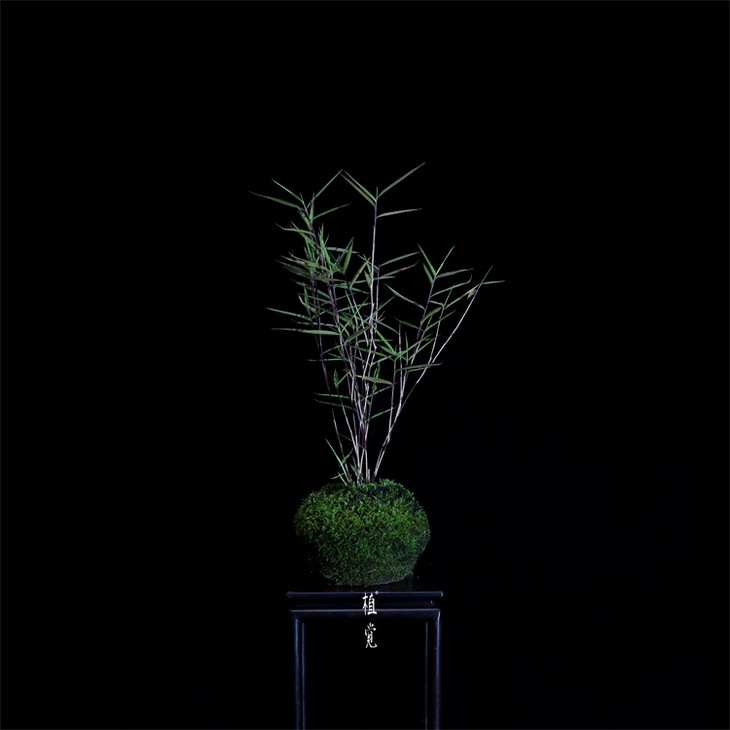 植觉【孤品】趣味盆景虎斑风竹