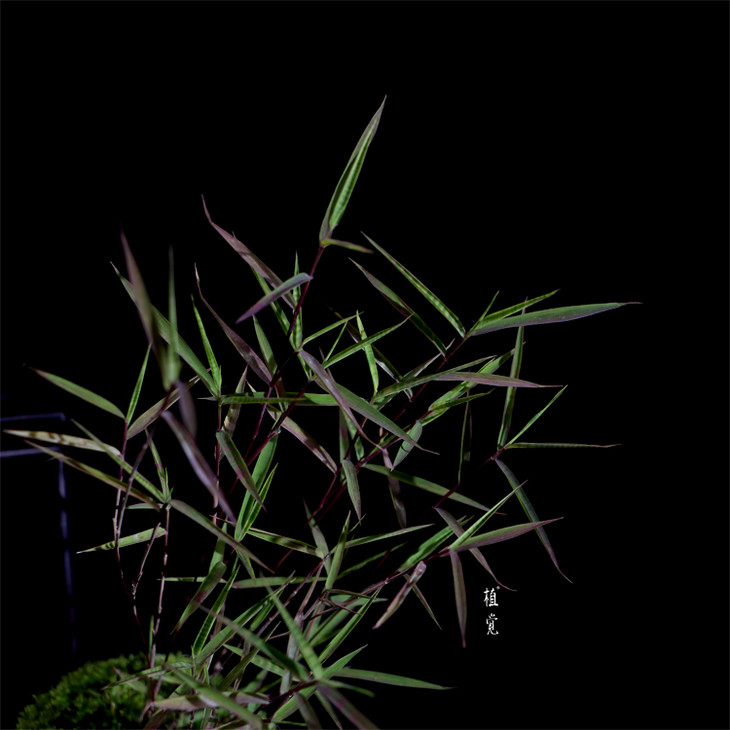 植觉【孤品】趣味盆景虎斑风竹