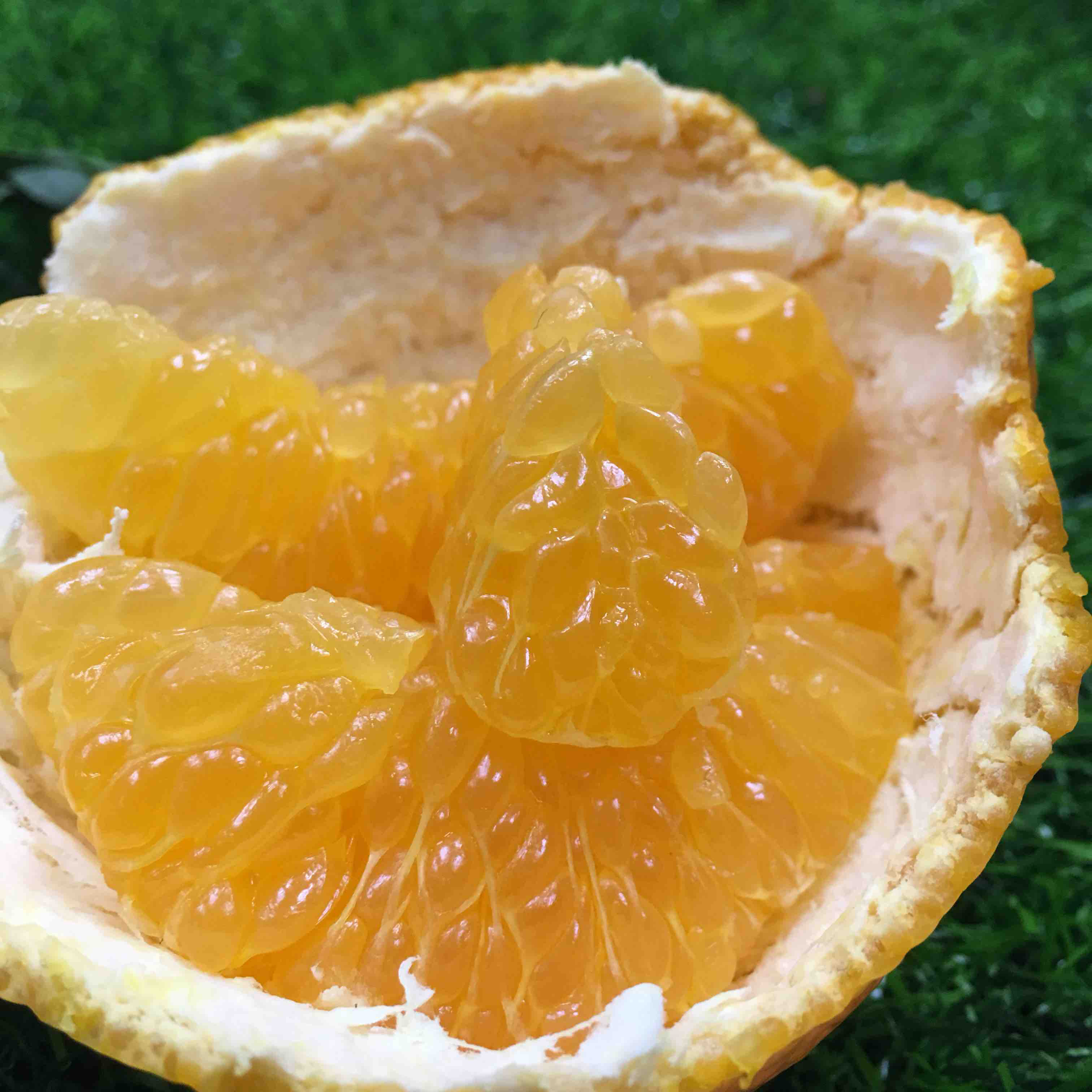 【k果团购】春见丑橘易剥皮,汁水丰富,果粒饱满,外表丑,内心甜!