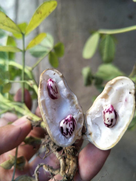 店长推荐缅甸野生七彩花生丰富营养生吃有甜味2斤装包邮预售1周发货