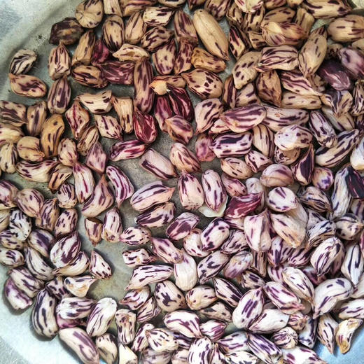 店长推荐缅甸野生七彩花生丰富营养生吃有甜味2斤装包邮预售1周发货