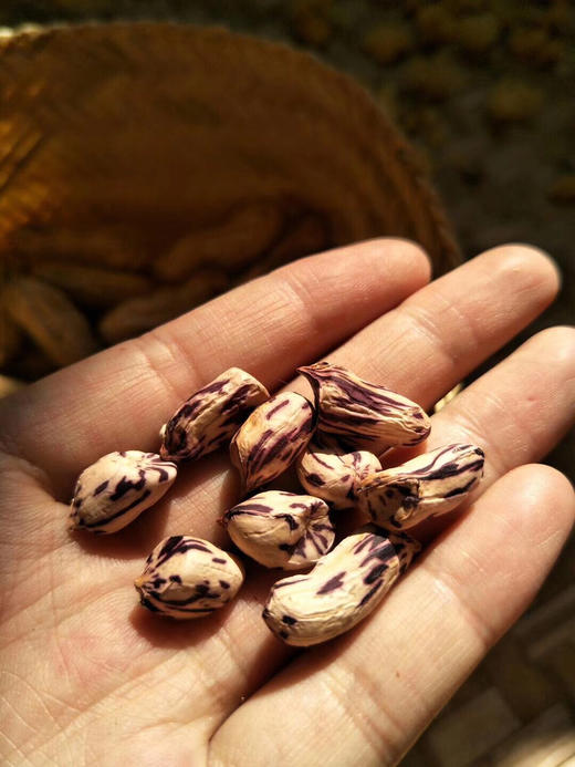 店长推荐缅甸野生七彩花生丰富营养生吃有甜味2斤装包邮预售1周发货