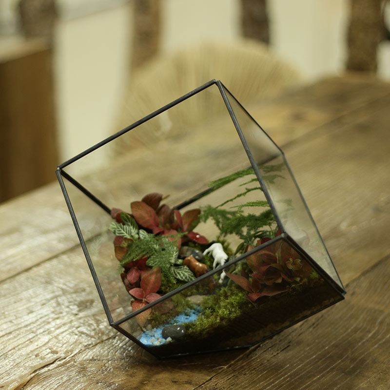 diy生态瓶套装---静谧森林