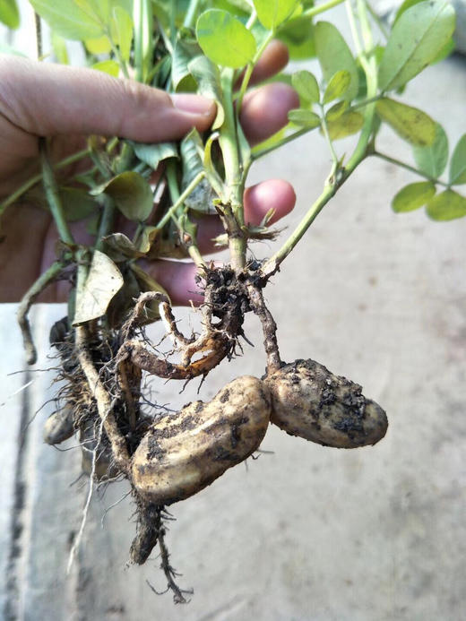 店长推荐缅甸野生七彩花生丰富营养生吃有甜味2斤装包邮预售1周发货