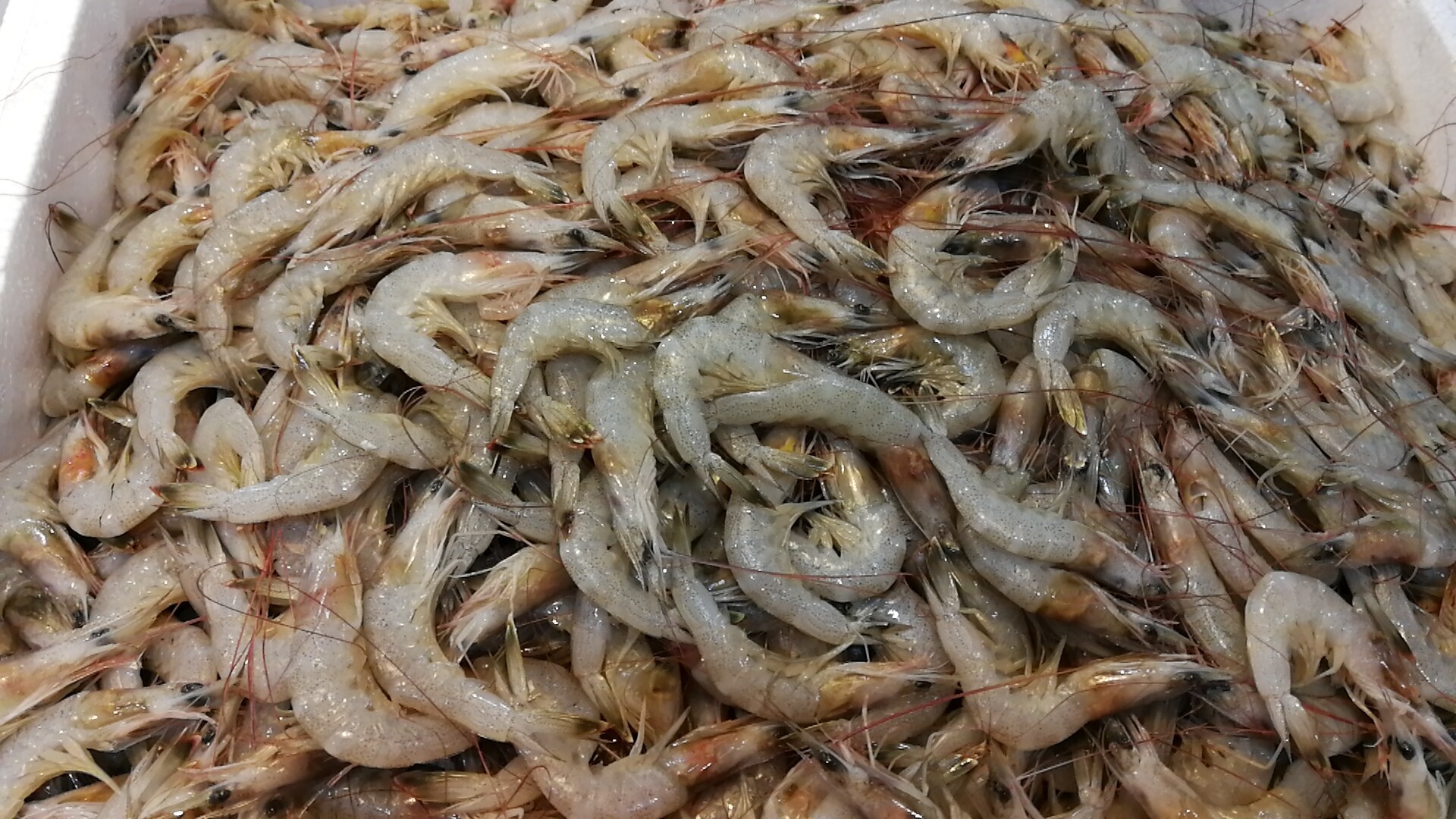 野生海捕白条虾(白灼,剥虾仁,数量有限,特惠价!