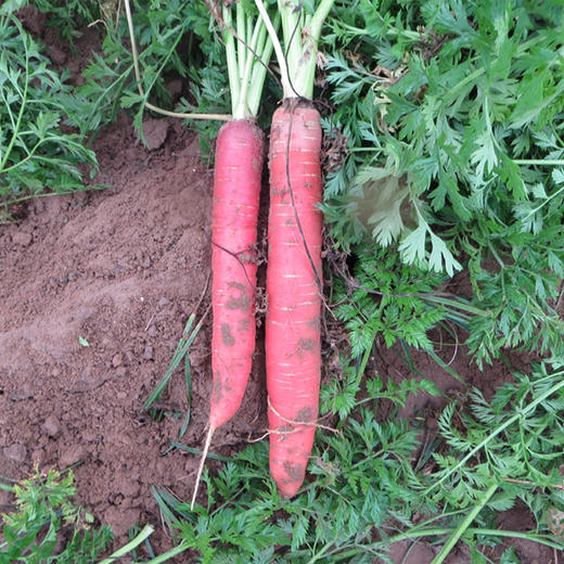 【惠农】陕西滩地胡萝卜 生吃清甜脆爽 熟食软糯绵香