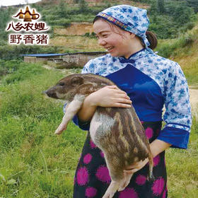 批次180503野香猪