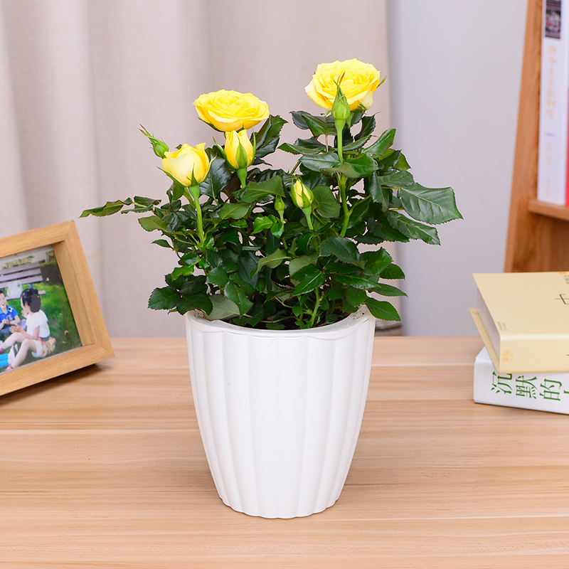 一盆小玫瑰月季花瓷盆绿植盆栽-四季开花花卉(花色随机 盆子随机)