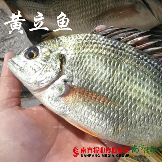 【18号提货】野生海鱼 （已除内脏，开封即煮） 商品图4