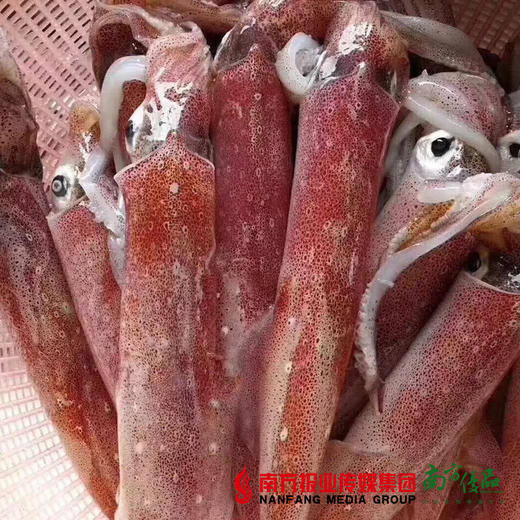 【18号提货】野生海鱼 （已除内脏，开封即煮） 商品图1