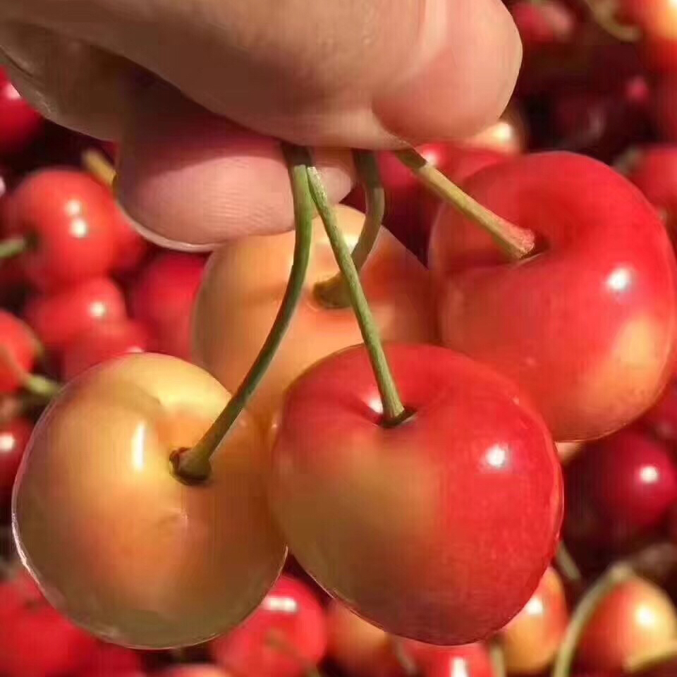 蕾尼黄车厘子-女神最爱,宝宝最爱