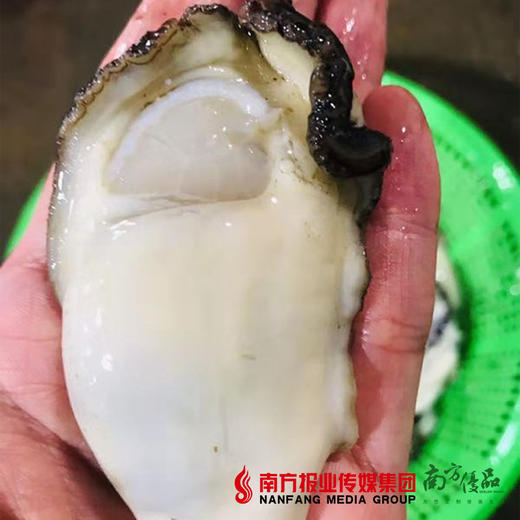 【10号提货】海上补品 饶平大蚝花  蚝肉  约2斤 商品图3
