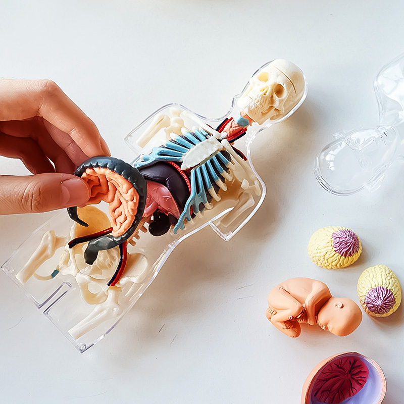 果壳有玩 | 4dmaster解剖模型 人体 2款 立体diy手工摆件