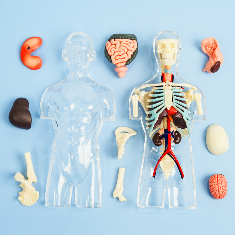 橡皮泥人体器官模型图片