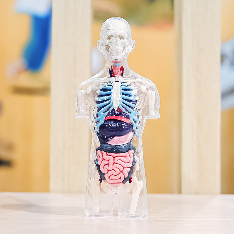 3d人体器官模型制作图片