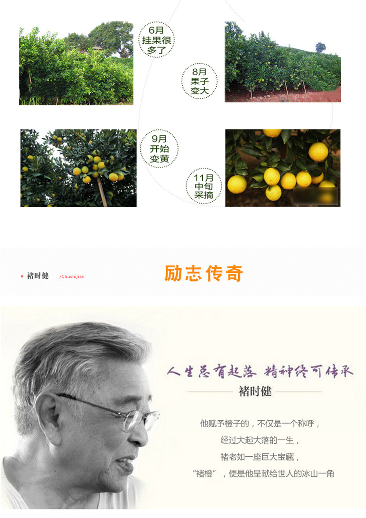 【现货抢购 】2018褚橙云冠橙优级励志橙 精品礼盒5kg装 l号 11月中