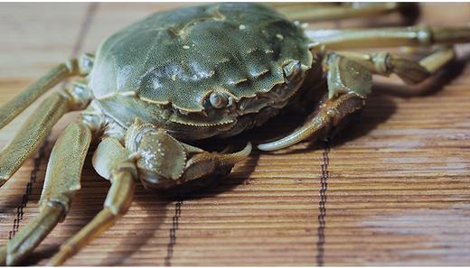 石屏大闸蟹 异龙湖 蟹肥黄足  鲜活美味 商品图2