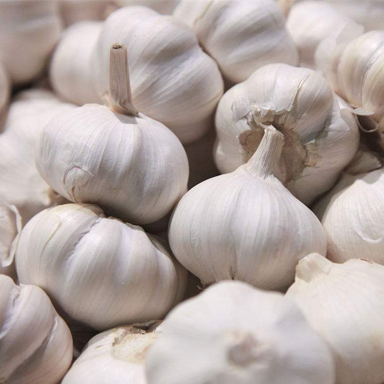 精选优质大蒜 500g