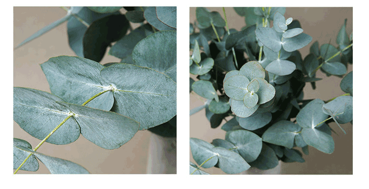 「高级灰青色-尤加利圆叶」| 有调性的配叶,1枝刚好,云南顺丰直发,72