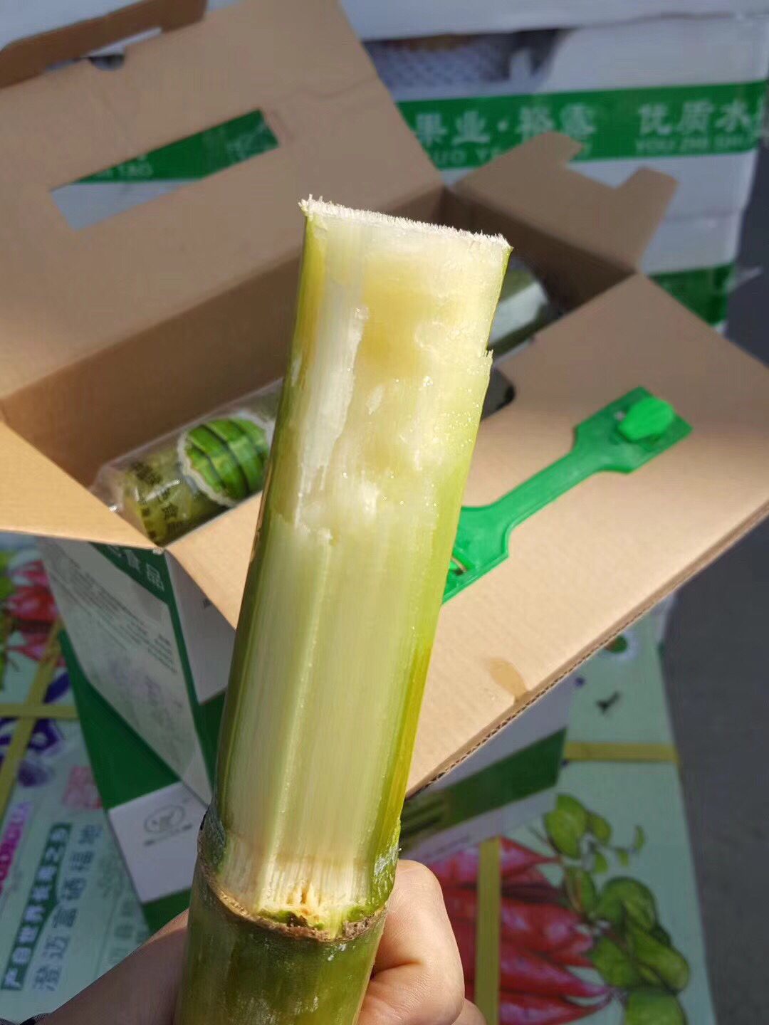 【陶山甘蔗】甜度好,松脆爆汁汁多皮薄关键是很容易咬关节也不硬甘蔗