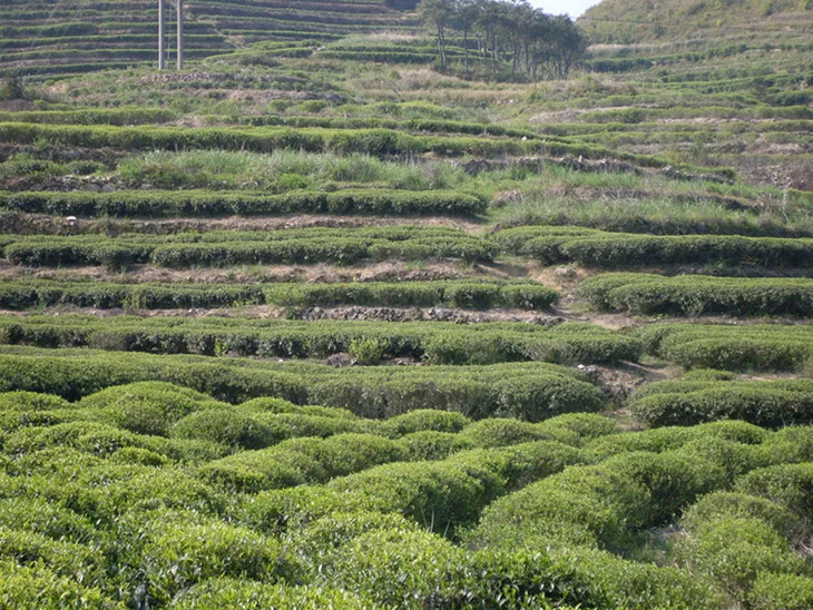 茶香记 坦洋工夫红茶 历史悠久 元泰茶业 闵红之首 独特香气 记忆犹新