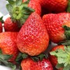 《15级—王浩代言》老高山米易露天新鲜草莓1.5kg顺丰包邮 商品缩略图4