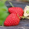 《15级—王浩代言》老高山米易露天新鲜草莓1.5kg顺丰包邮 商品缩略图1