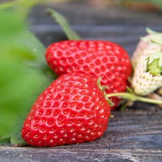 《15级—王浩代言》老高山米易露天新鲜草莓1.5kg顺丰包邮 商品图1