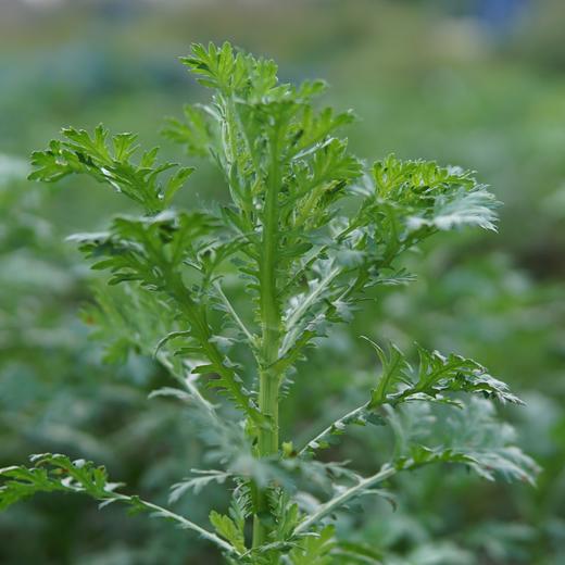 生态皇帝菜（小叶茼蒿） | 绿家自产* Ecological Chrysanthemum coronarium | Self-production 商品图0