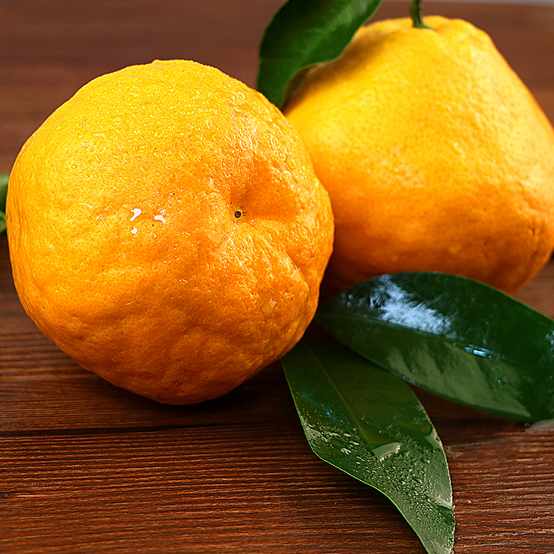 耙耙柑|四川蒲江春见