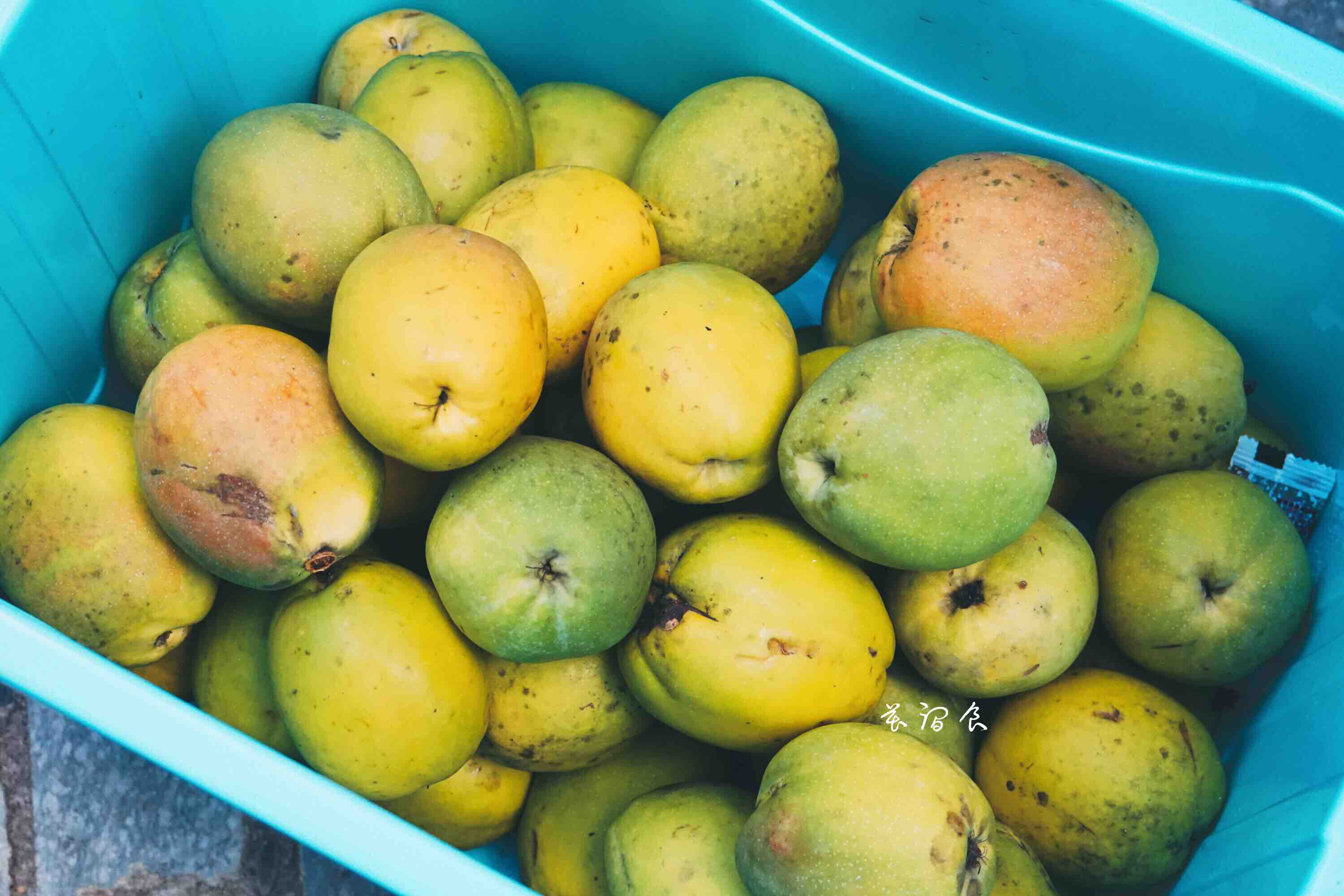 古法秘制紫苏甘草酸木瓜片健脾消脂老少皆宜小食