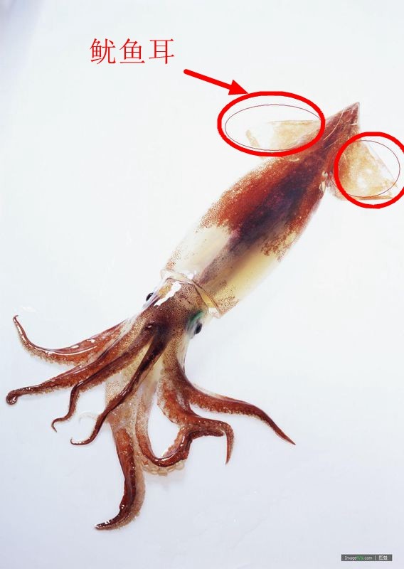 鱿鱼耳,是指红圈中的这个部位,纯纯的肉.