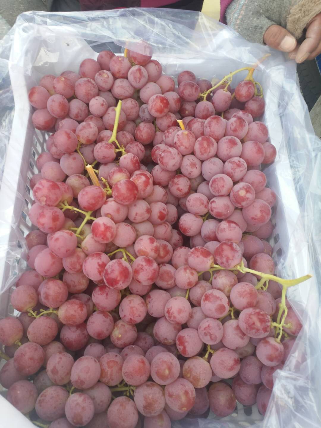 河北怀来红提(规格:散装 级别:1级 包装:黑色塑料箱)