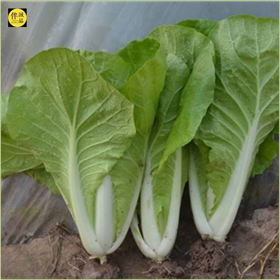 早白菜 | 广东韶关 百臻农场【不发广东省外】