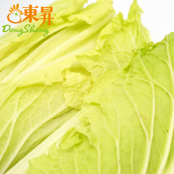 绍菜,勺菜,芍菜的图片(第5页)_大山谷图库