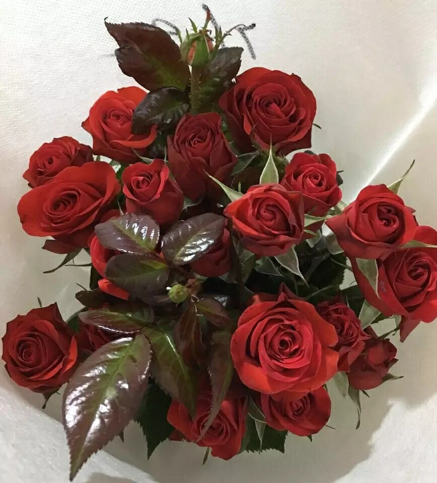 霓虹泡泡多头玫