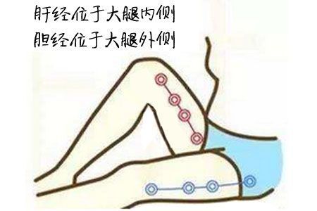 腿部有六条经络经过1、肝胆经：（内肝外胆），是解毒排毒的，大腿脂肪过