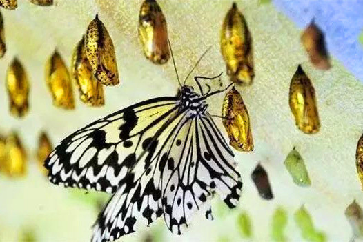 精彩的蝶变瞬间!