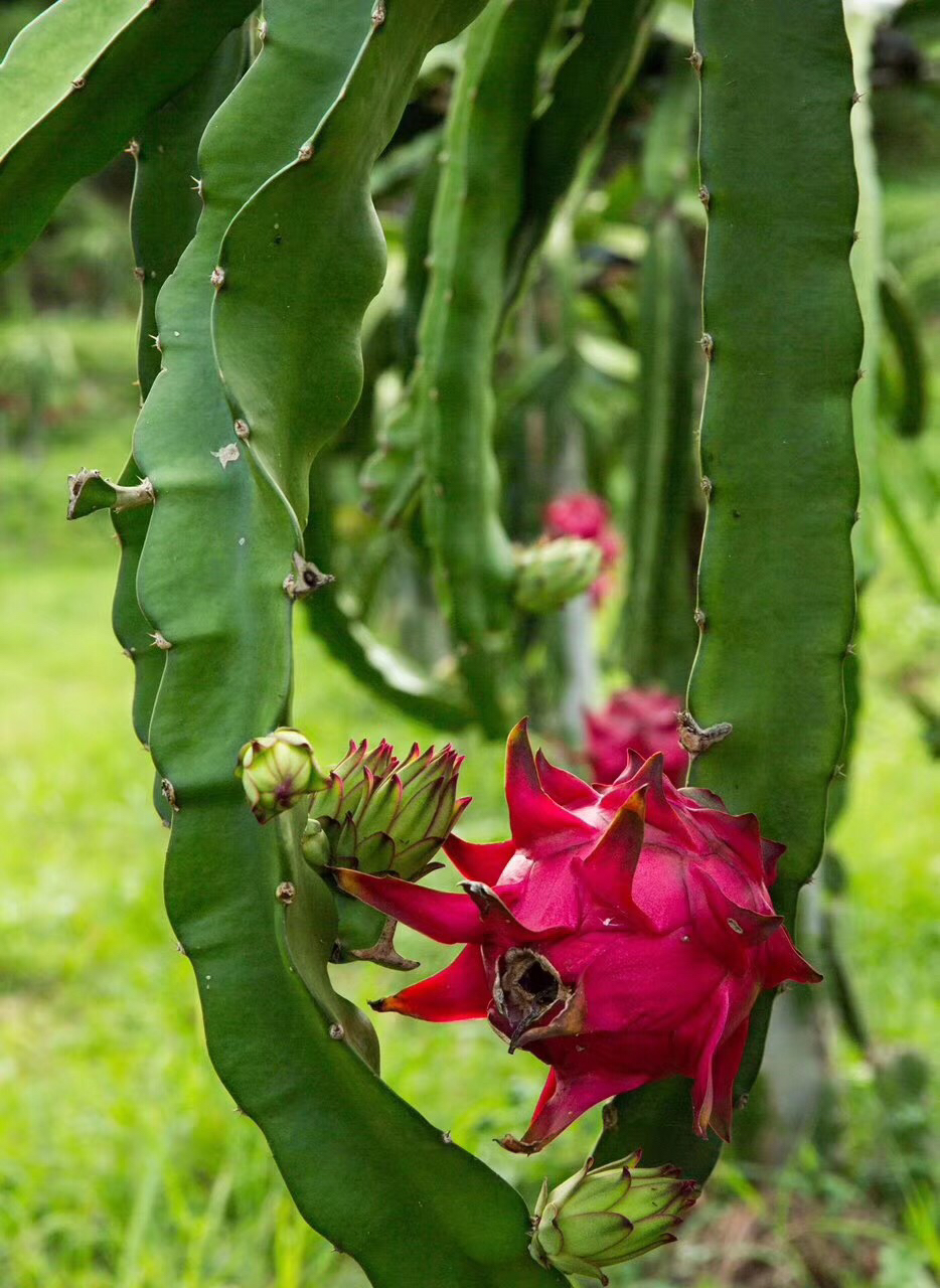 高氏南蜜宝火龙果 大果 很甜 满满的花青素 白富美必备